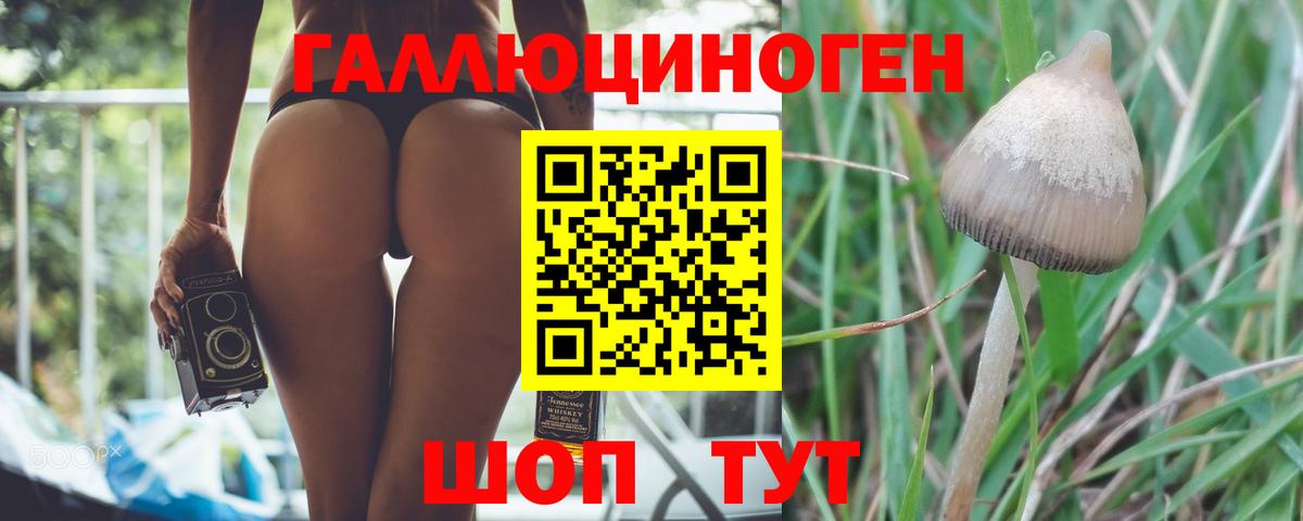 Богданович  Галлюциногенные грибы MAGIC MUSHROOMS  Вход с VPN 